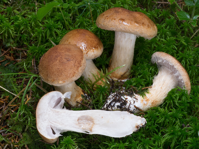 Cortinarius pseudonaevosus